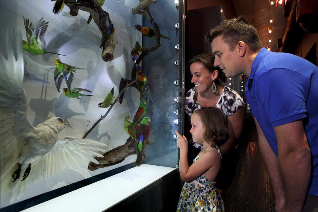 Strengthening the Museum and Art Gallery of the Northern Territory - CAMD