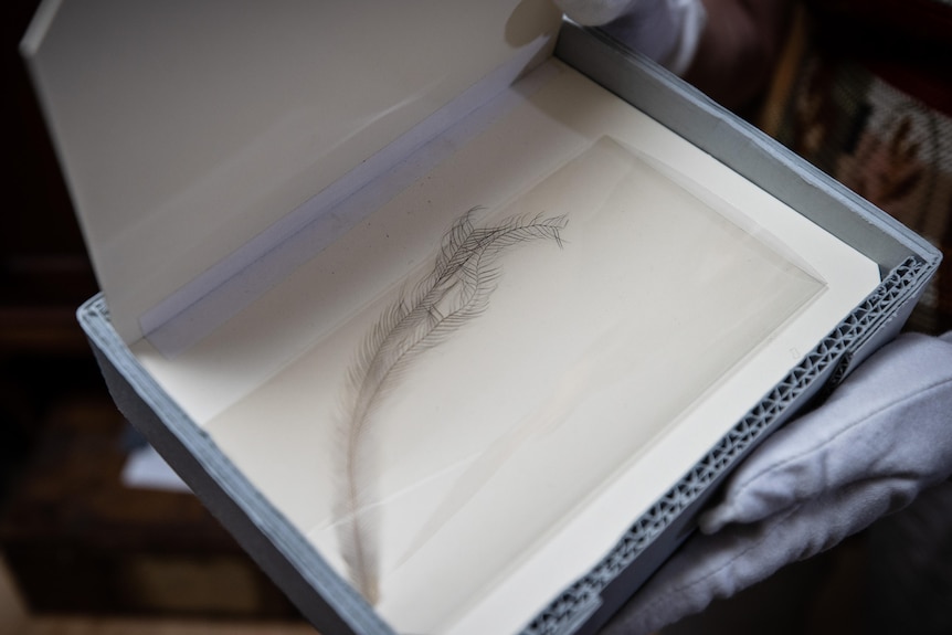 King Island Emu feather